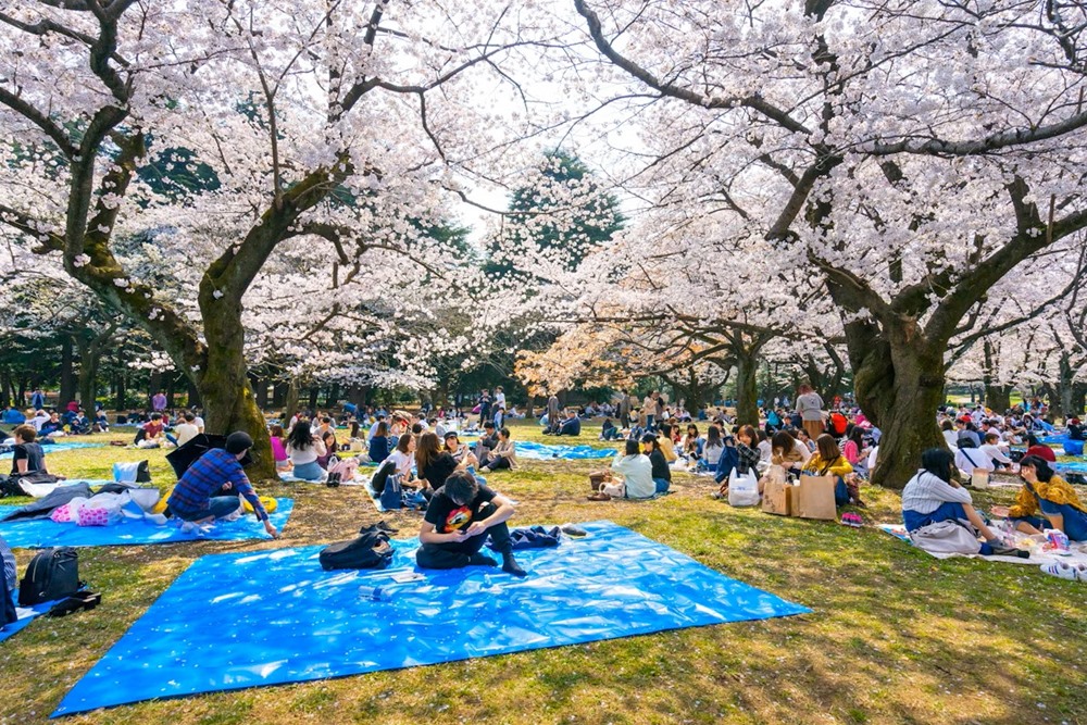 Hanami