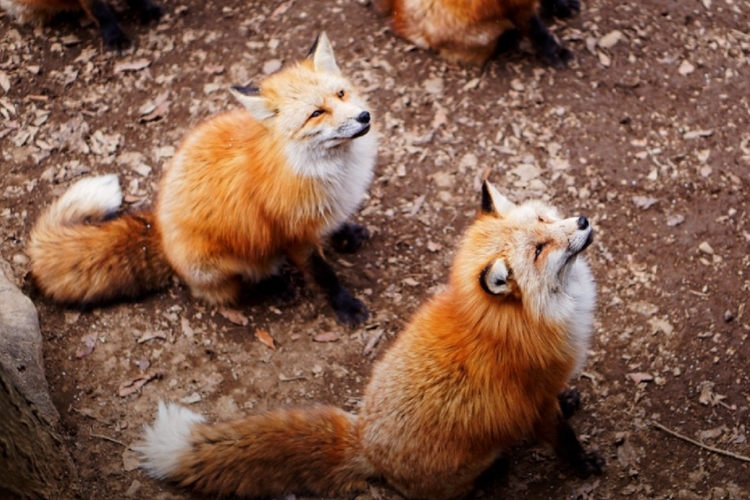 Zao Fox Village