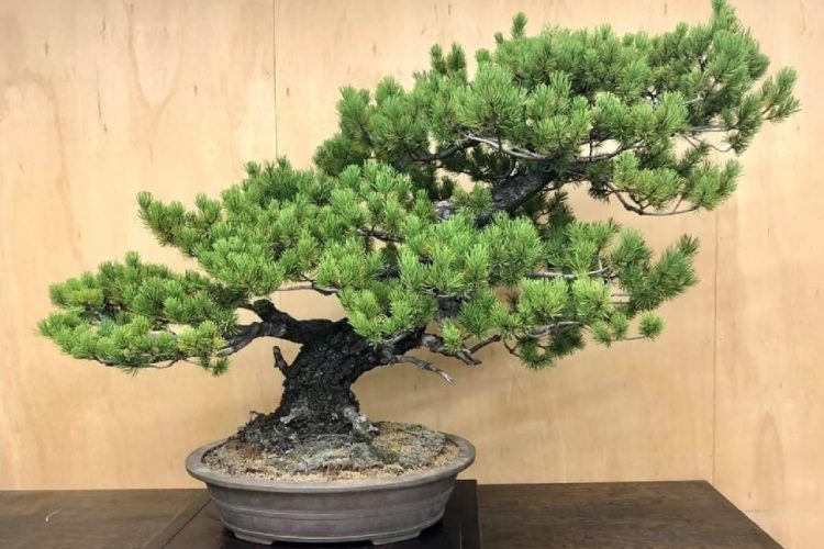 Bonsai
