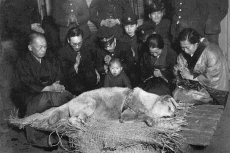 Hachiko