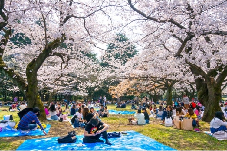 Hanami